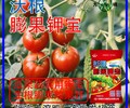 膨果肥高钾肥钾宝好不好,为峰肥业钾宝招商