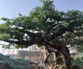 长治沁源县小型仿真桃花树制作公司-专业假树施工队