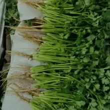 Shenzhen Cai Guanglian Food Technology Co., Ltd. product image 11