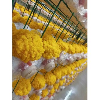 金耳菌网格架厂家浩璟