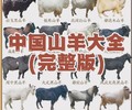 沂蒙黑红山羊基地沂蒙鲁山黑红山羊沂源陈海宁黑山羊