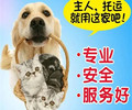 蚌埠专车托运-猫狗长途搬家免费上门接宠