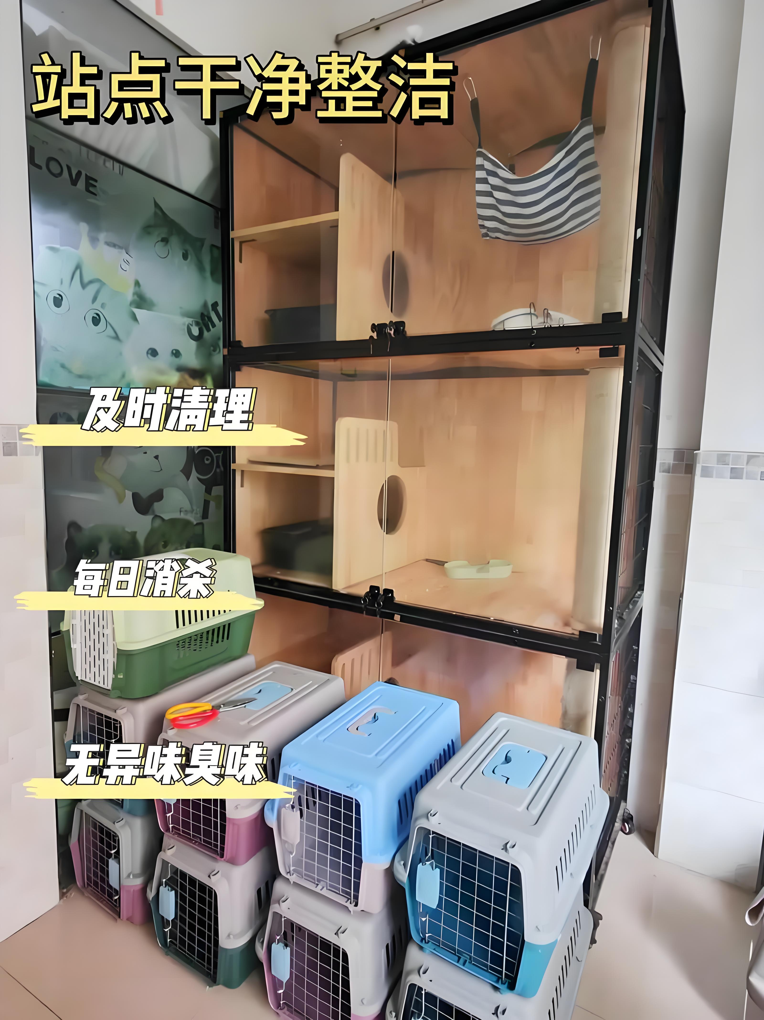 肇東本地托運(yùn)-貓狗長途搬家時(shí)效快