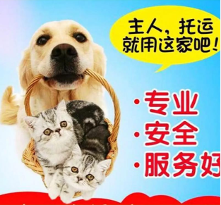 福清正規(guī)托運-汽車托運狗狗免費上門接寵