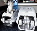 昆山狗狗托运-活体运输安全快捷