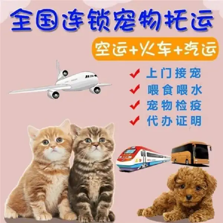 東興正規(guī)托運(yùn)-貓狗長途搬家靠譜安全
