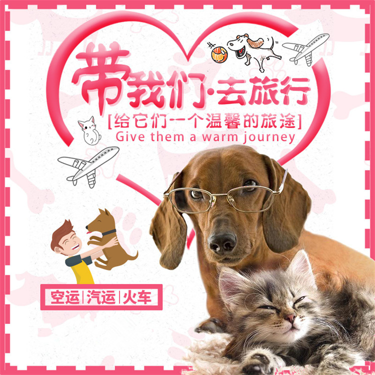 東興正規(guī)托運(yùn)-貓狗長途搬家靠譜安全