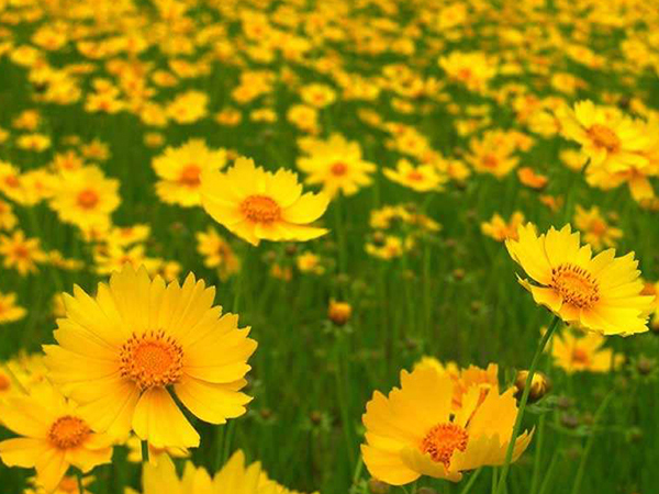 馬蘭開花效果花苗種植基地