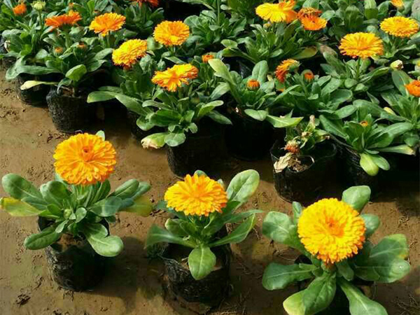 綠化苗木類草花花苗種植基地