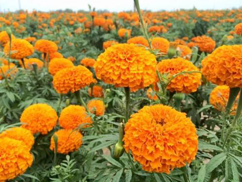 寧夏黑心菊山東青州草花種植基地花苗種植基地
