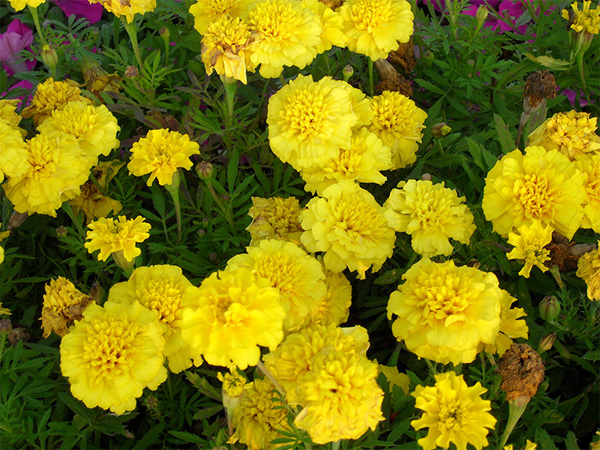 寧夏太陽花花苗種植基地