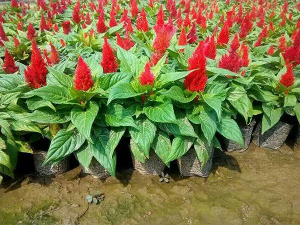 北京時(shí)令草花花苗種植基地