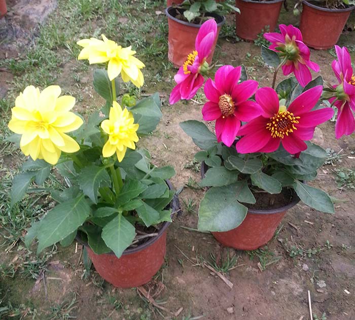 安徽萬壽菊花苗種植基地