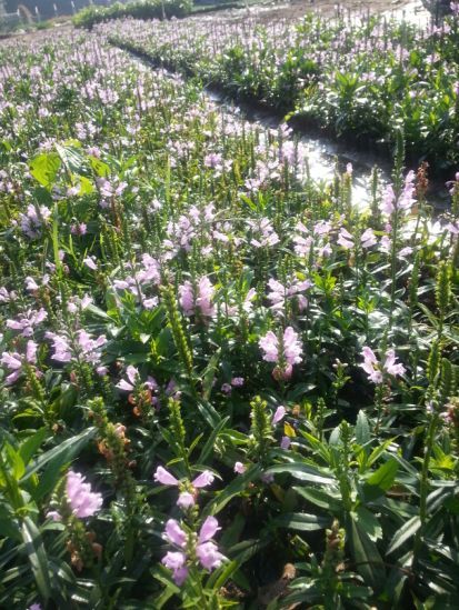 陜西小兔子狼尾草花苗種植基地