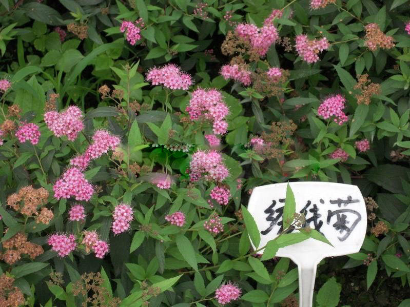 多年生草花草花花海種子