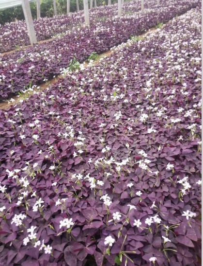寧夏紫花地丁山東青州草花種植基地花苗種植基地