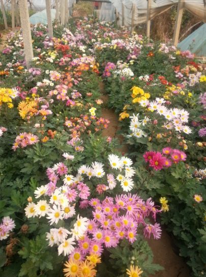 細(xì)葉芒開(kāi)花效果花海種子