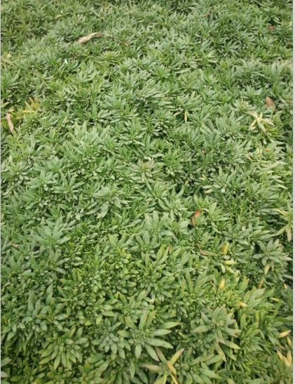 北京歐石竹花苗種植基地