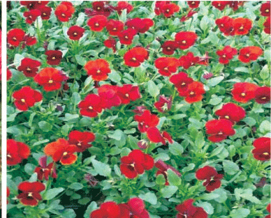 寧夏紫花地丁山東青州草花種植基地花苗種植基地