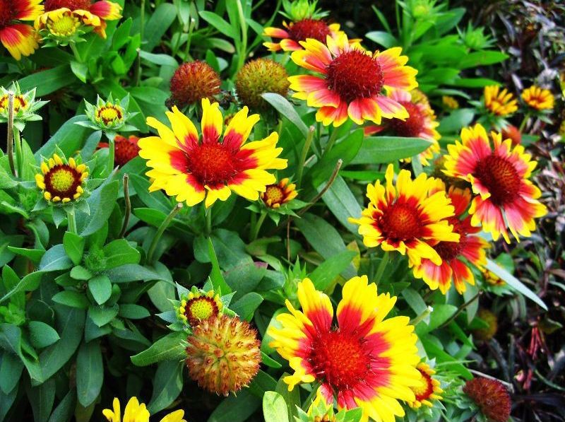 寧夏太陽花花苗種植基地