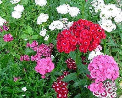 北京時(shí)令草花花苗種植基地