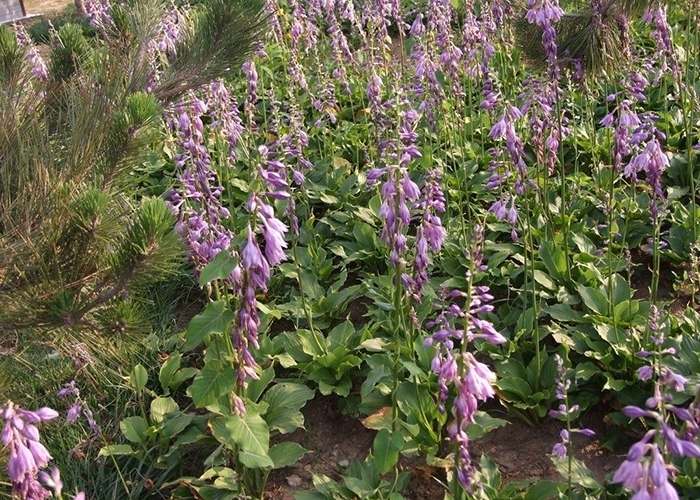 北京時(shí)令草花花苗種植基地