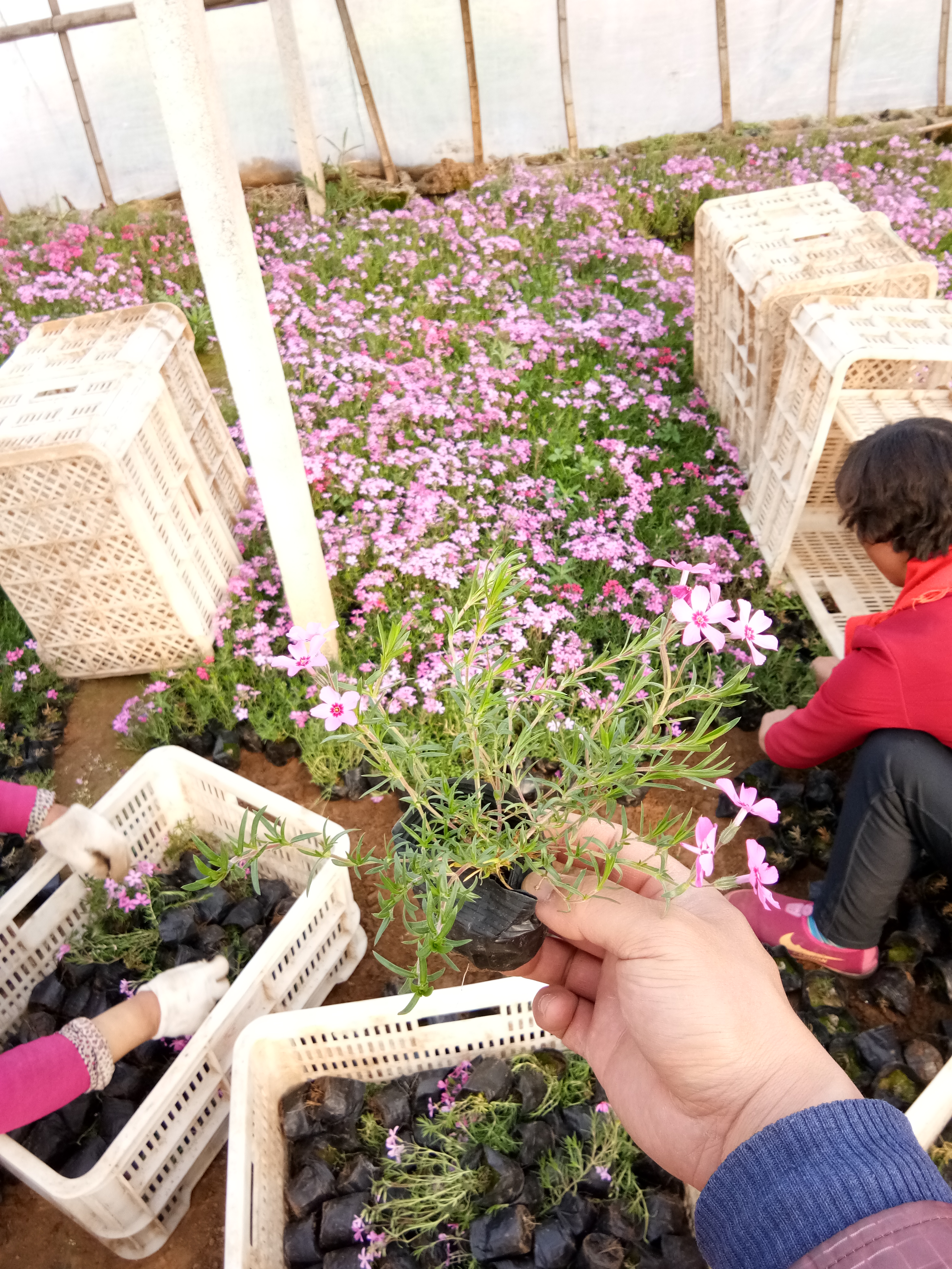 柳枝稷草花花苗種植基地