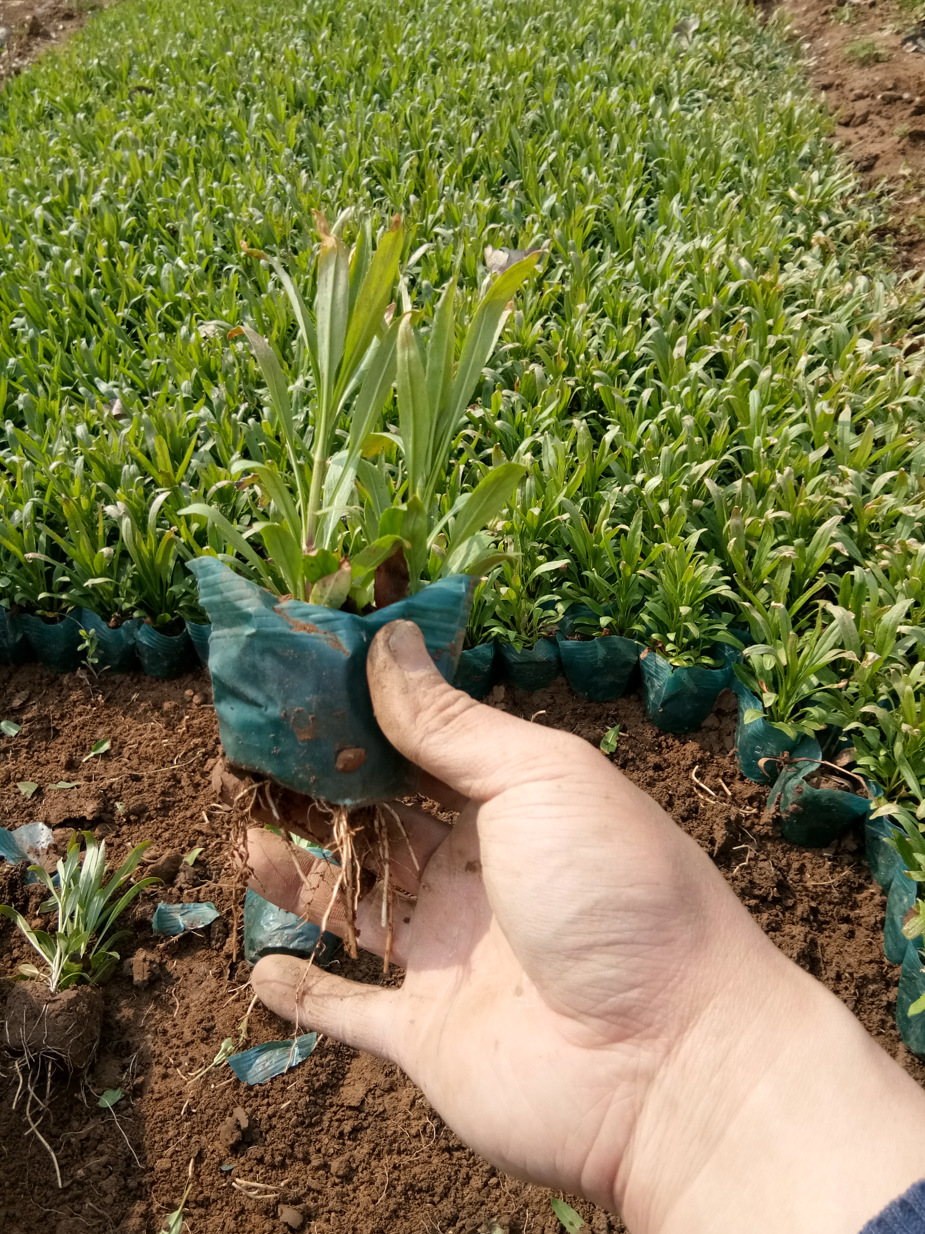 馬蘭開花效果花苗種植基地
