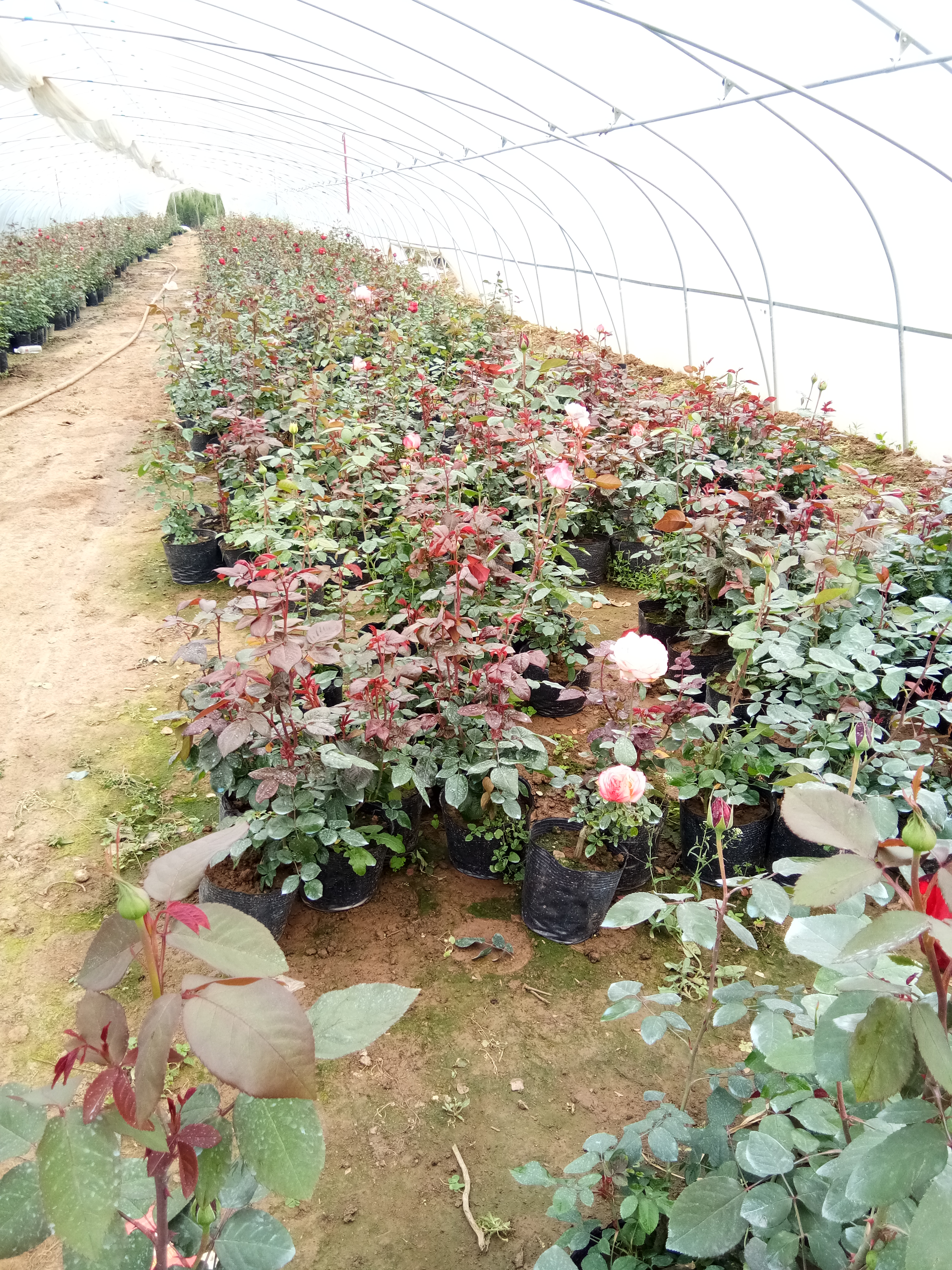 安徽菖蒲花苗種植基地