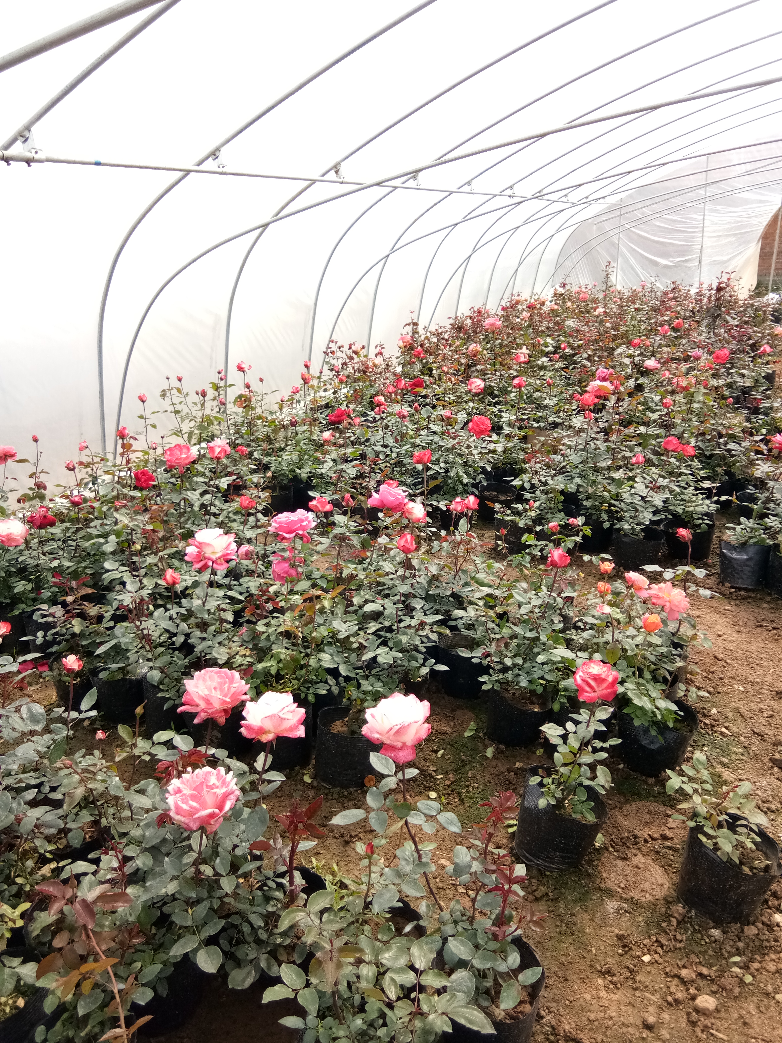 寧夏紫花地丁山東青州草花種植基地花苗種植基地