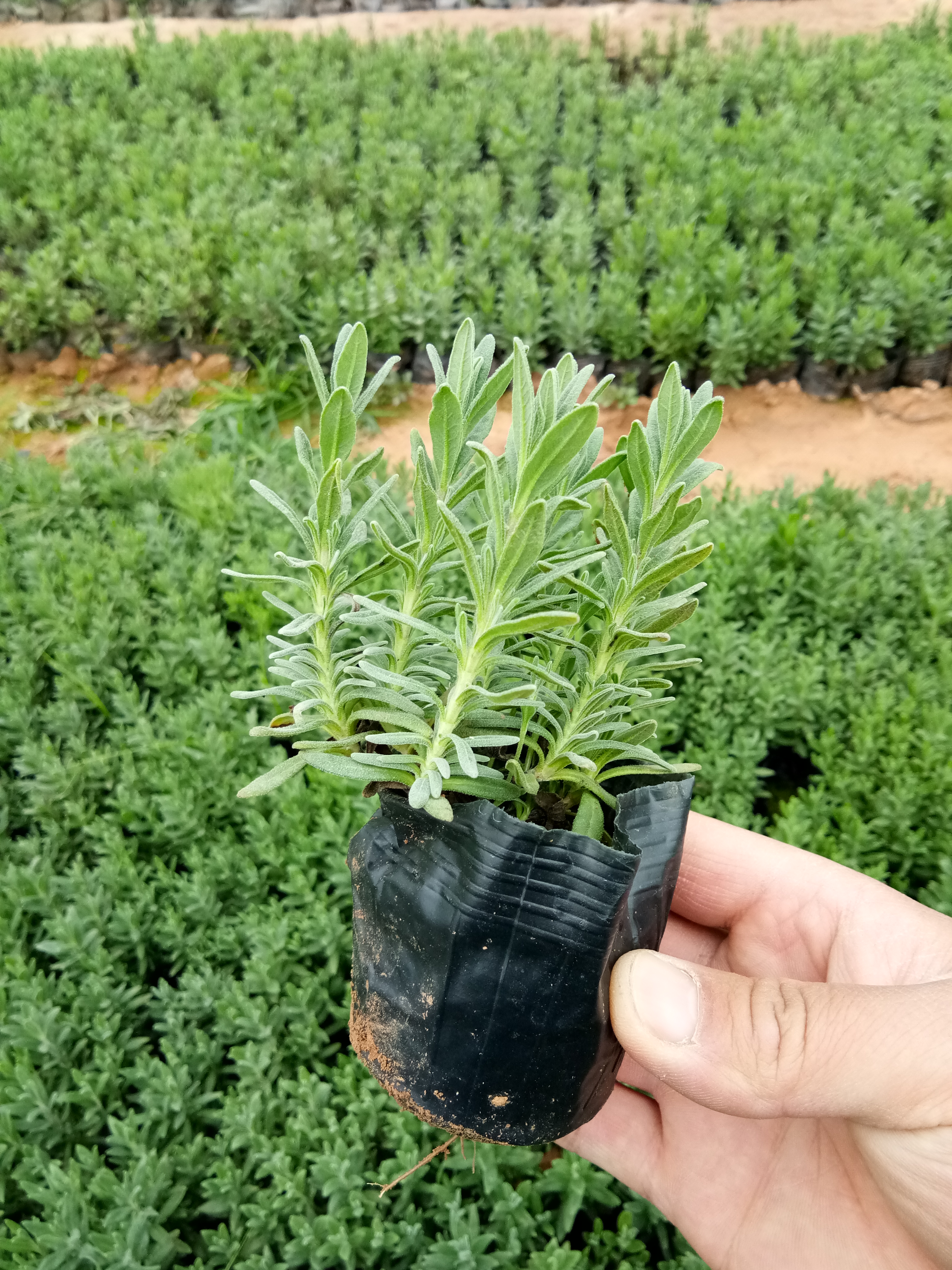 北京時(shí)令草花花苗種植基地