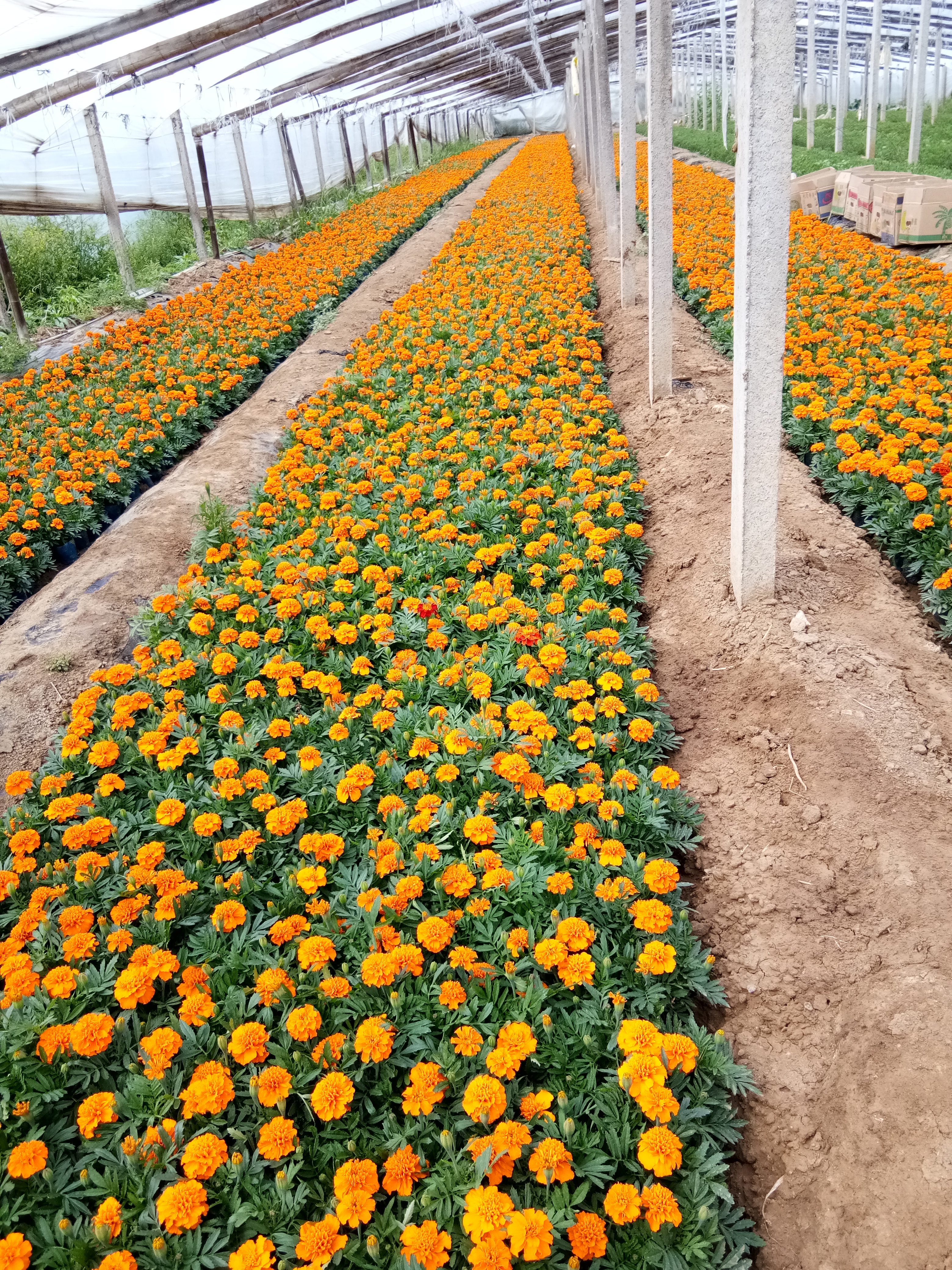 甘肅紅葉波菜花苗種植基地