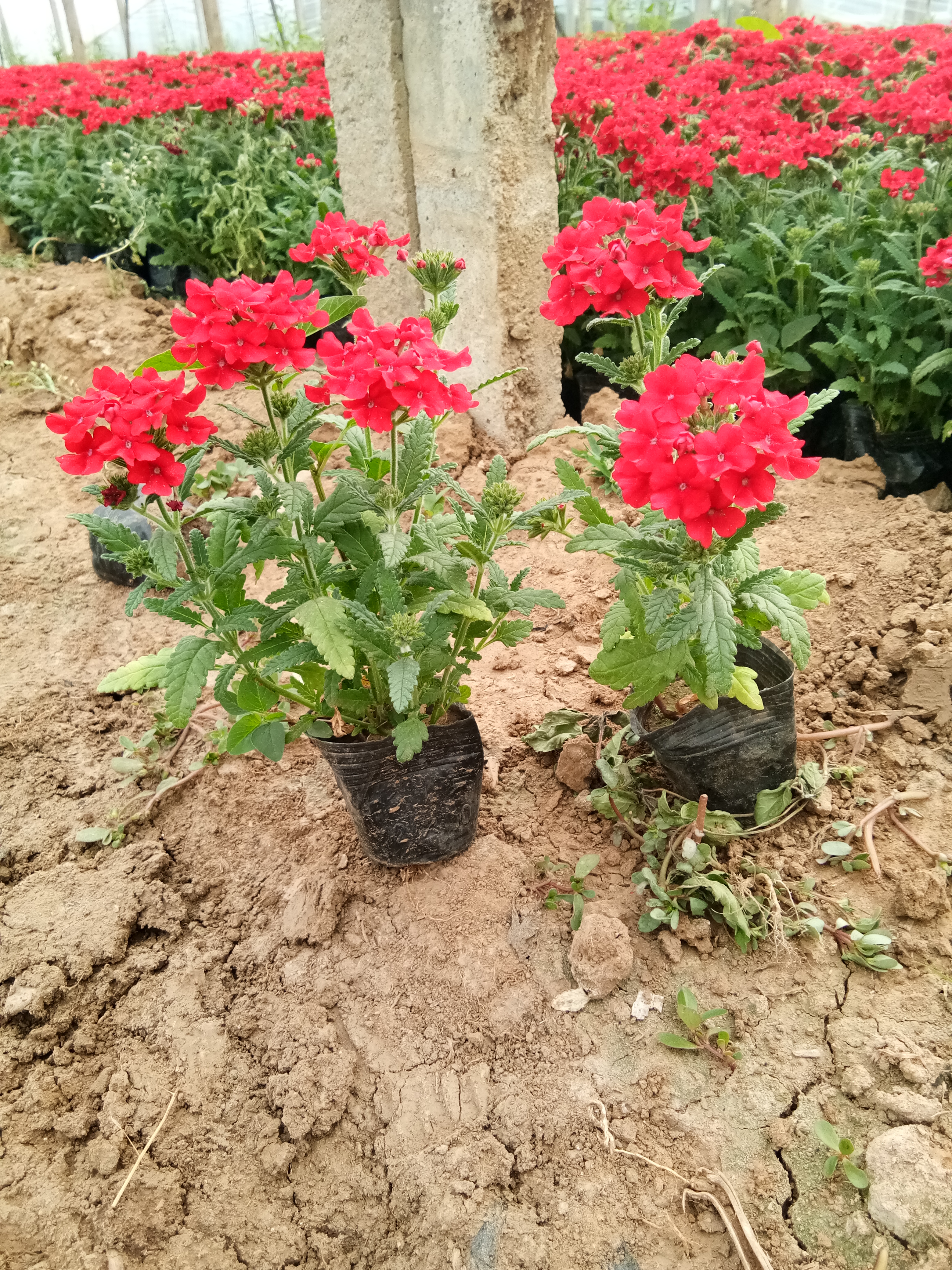北京時(shí)令草花花苗種植基地