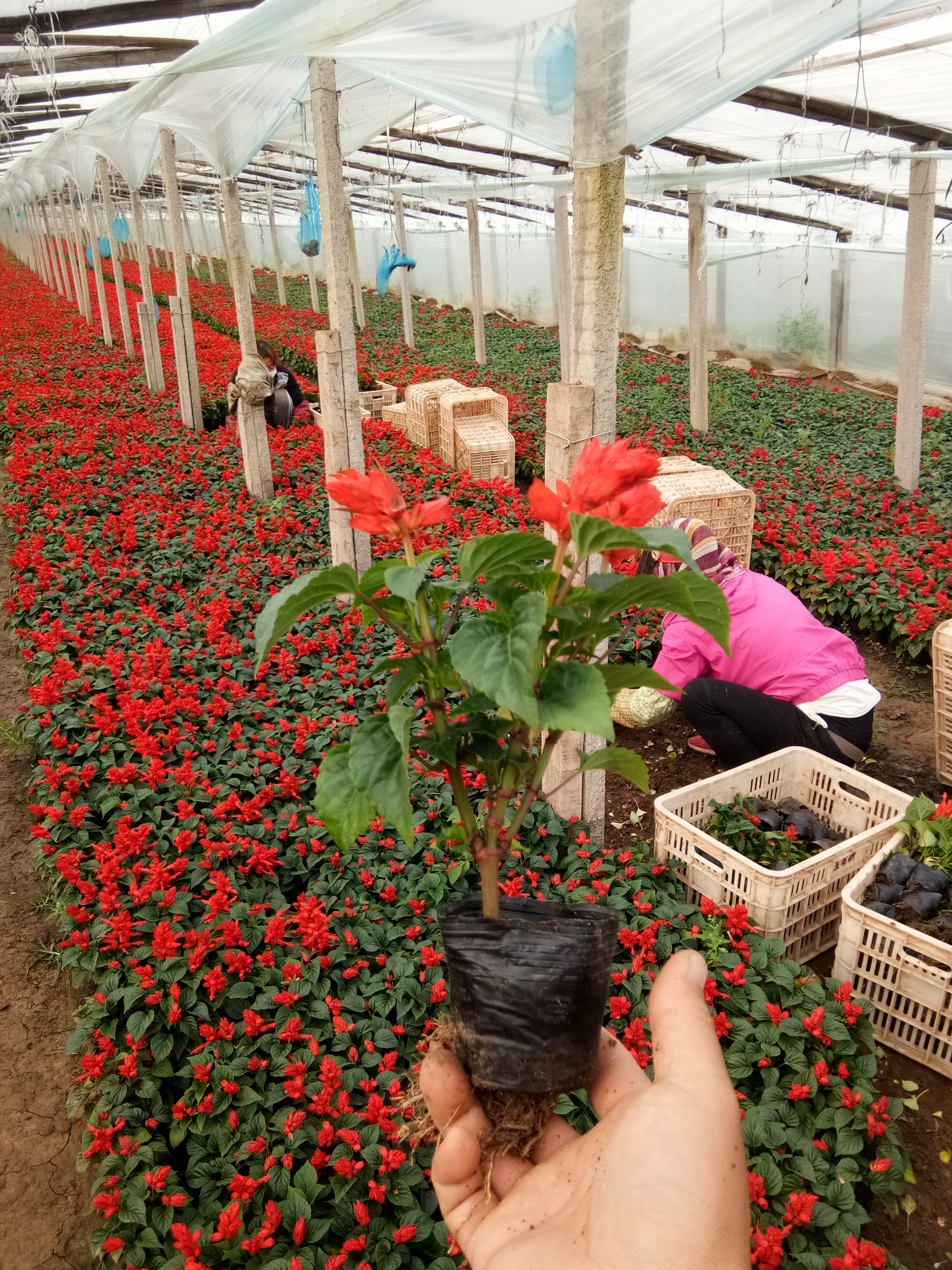 安徽菖蒲花苗種植基地