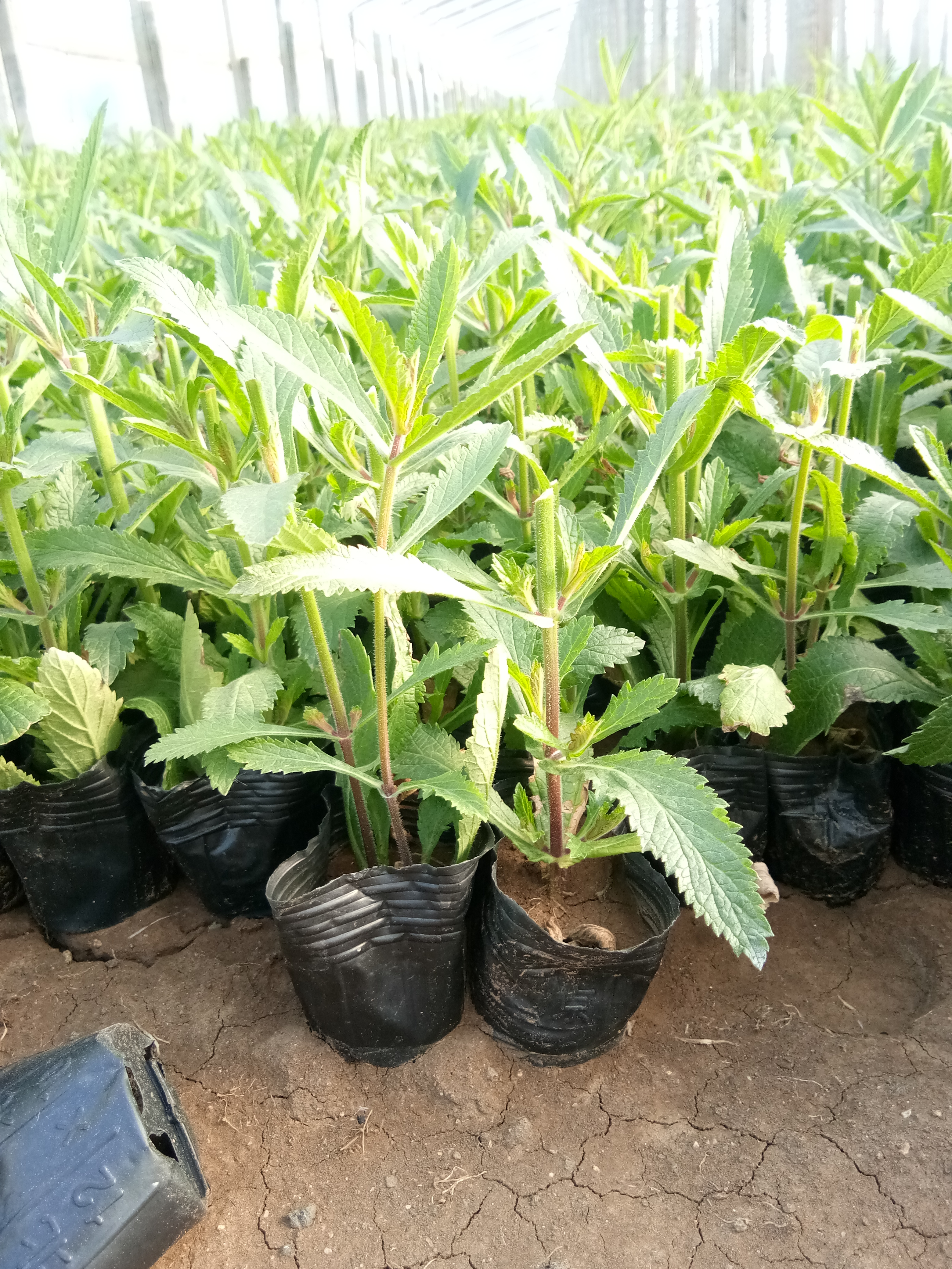 甘肅紅葉波菜花苗種植基地