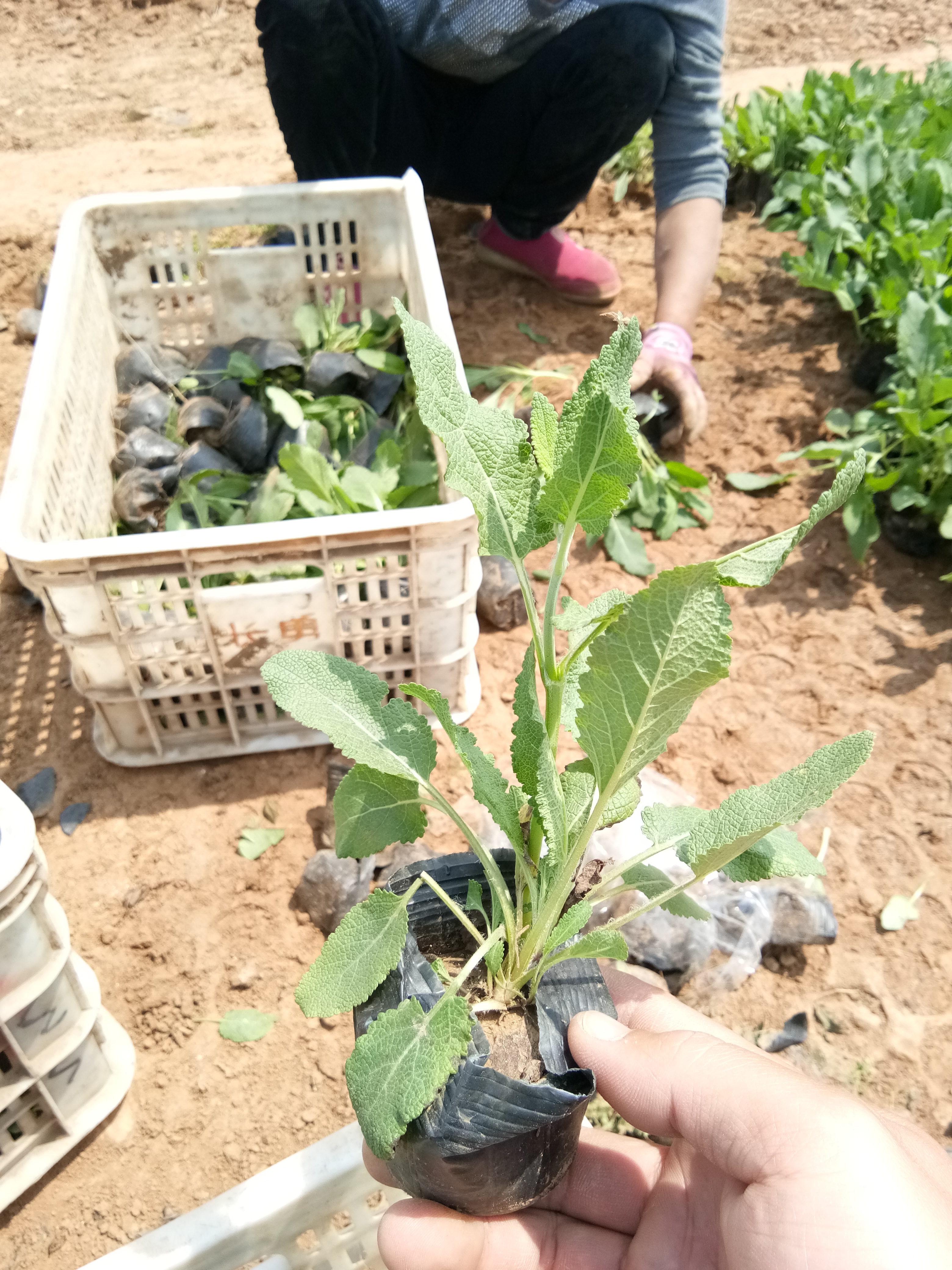湖北紅葉小檗花苗種植基地