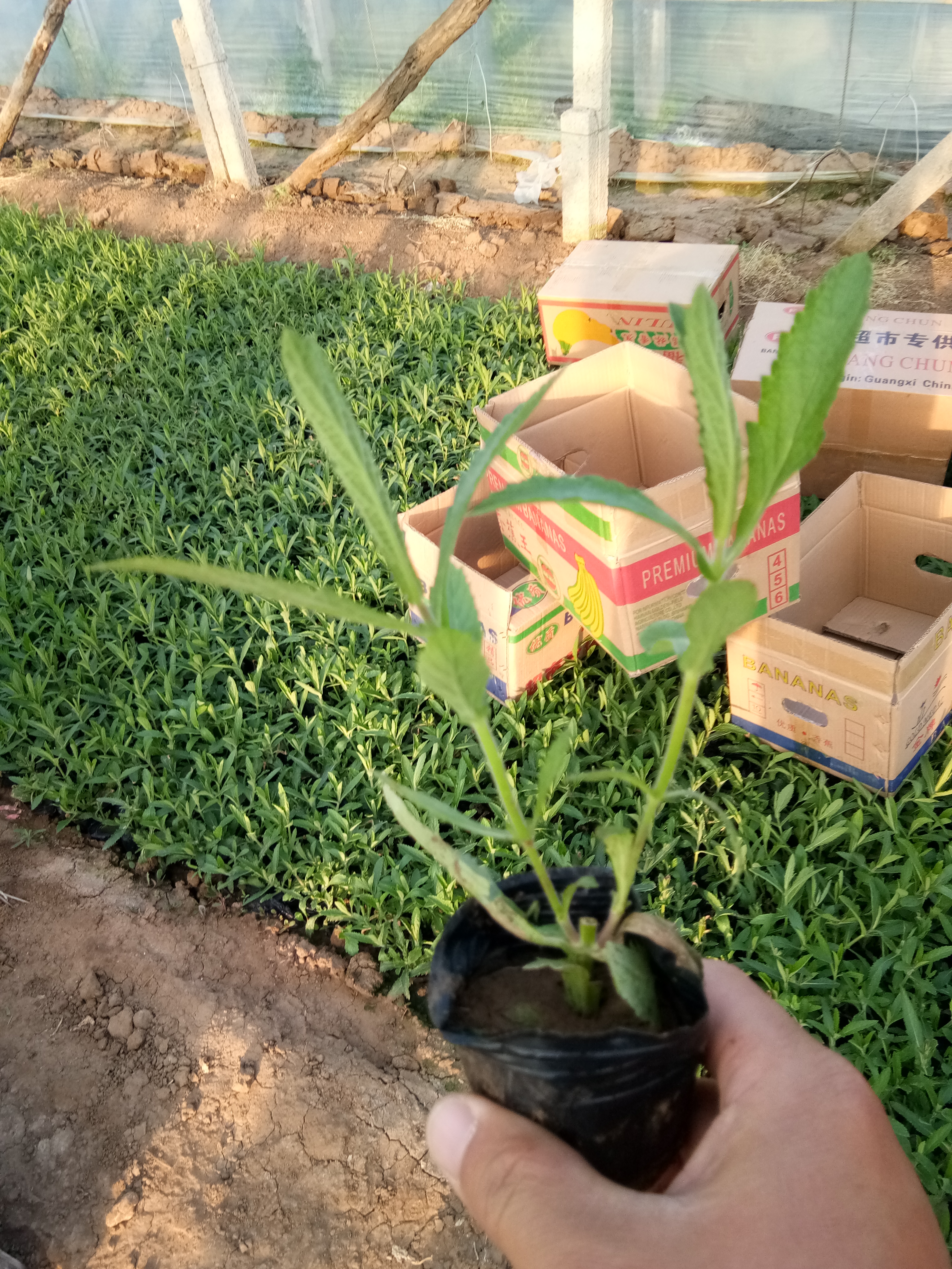 北京歐石竹花苗種植基地