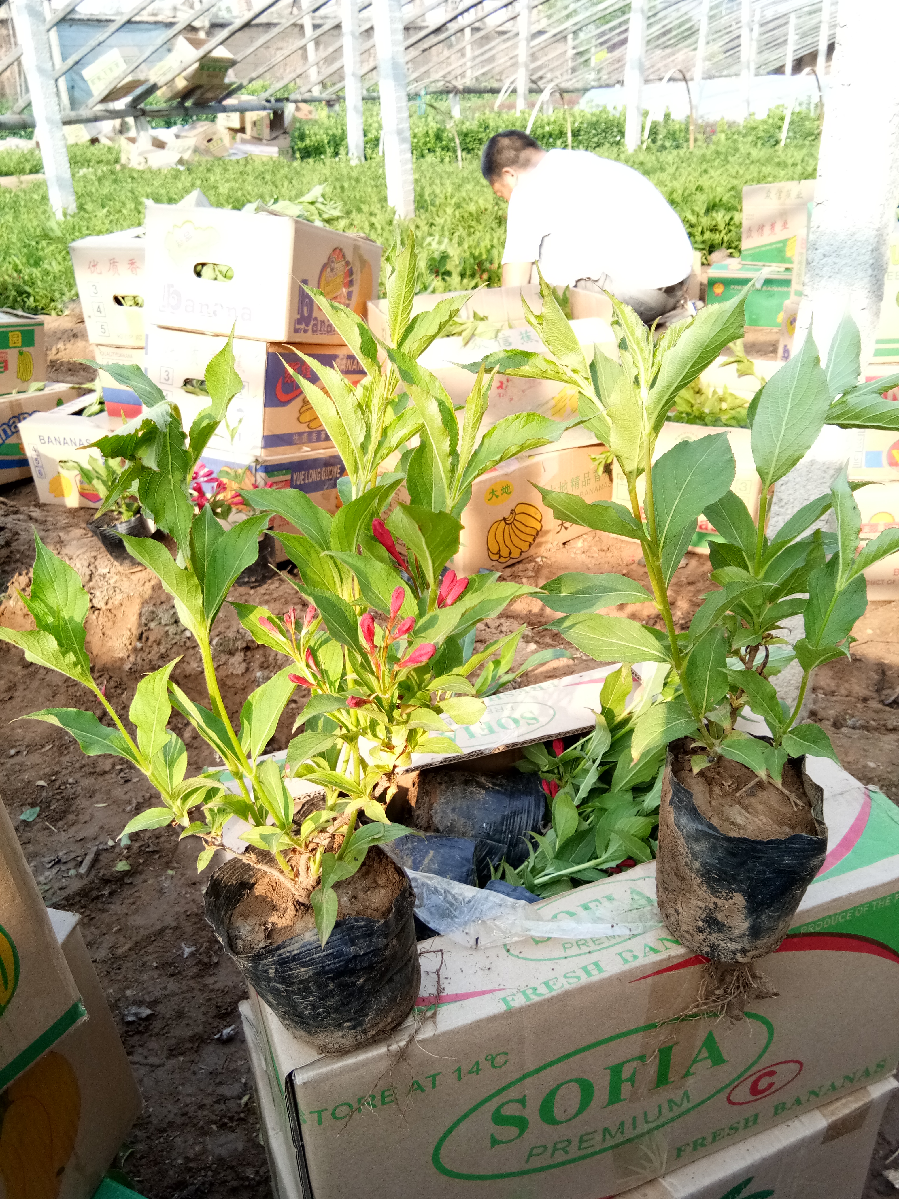 甘肅盆栽迎春花苗種植基地