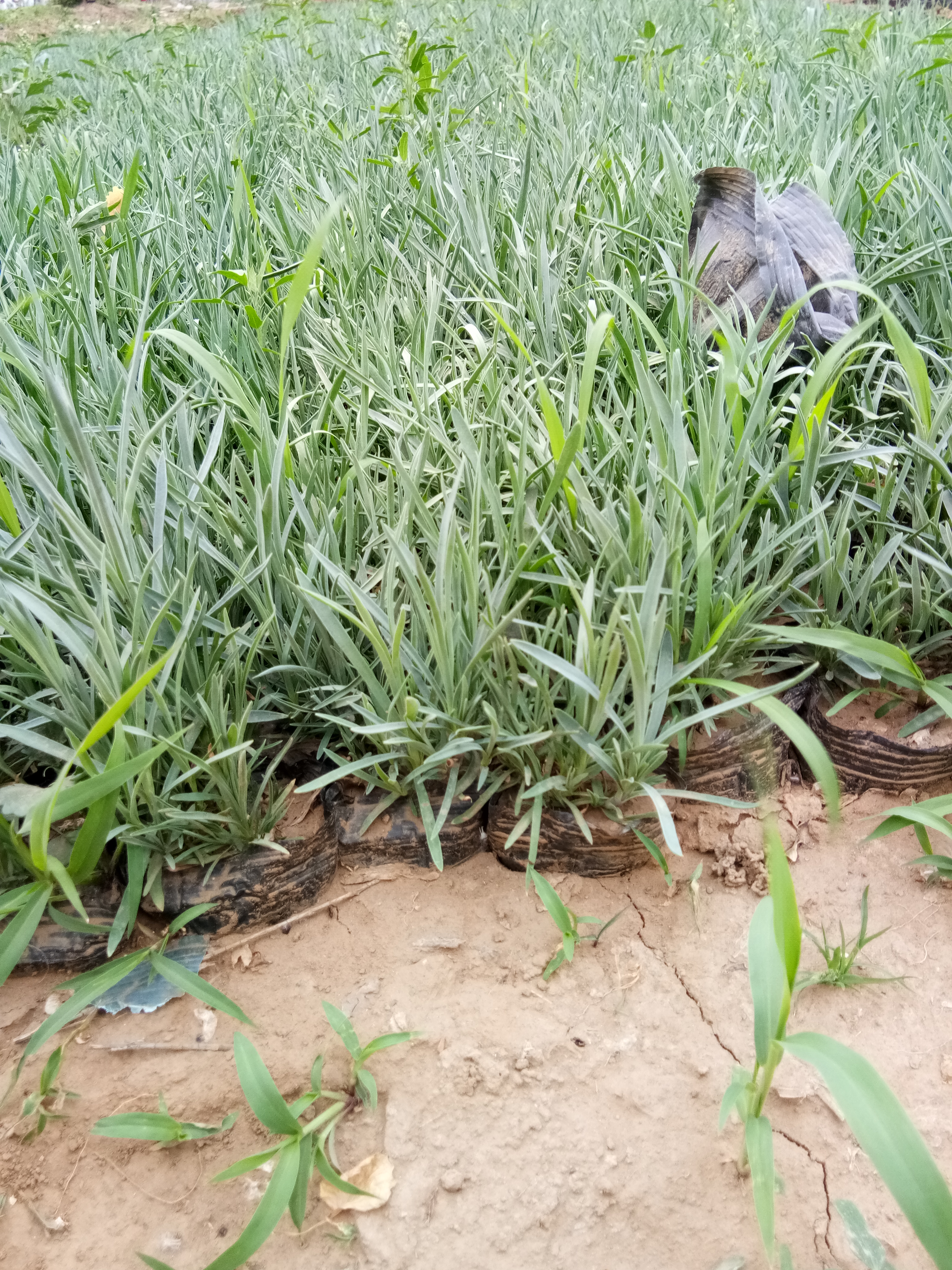 馬蘭開花效果花苗種植基地