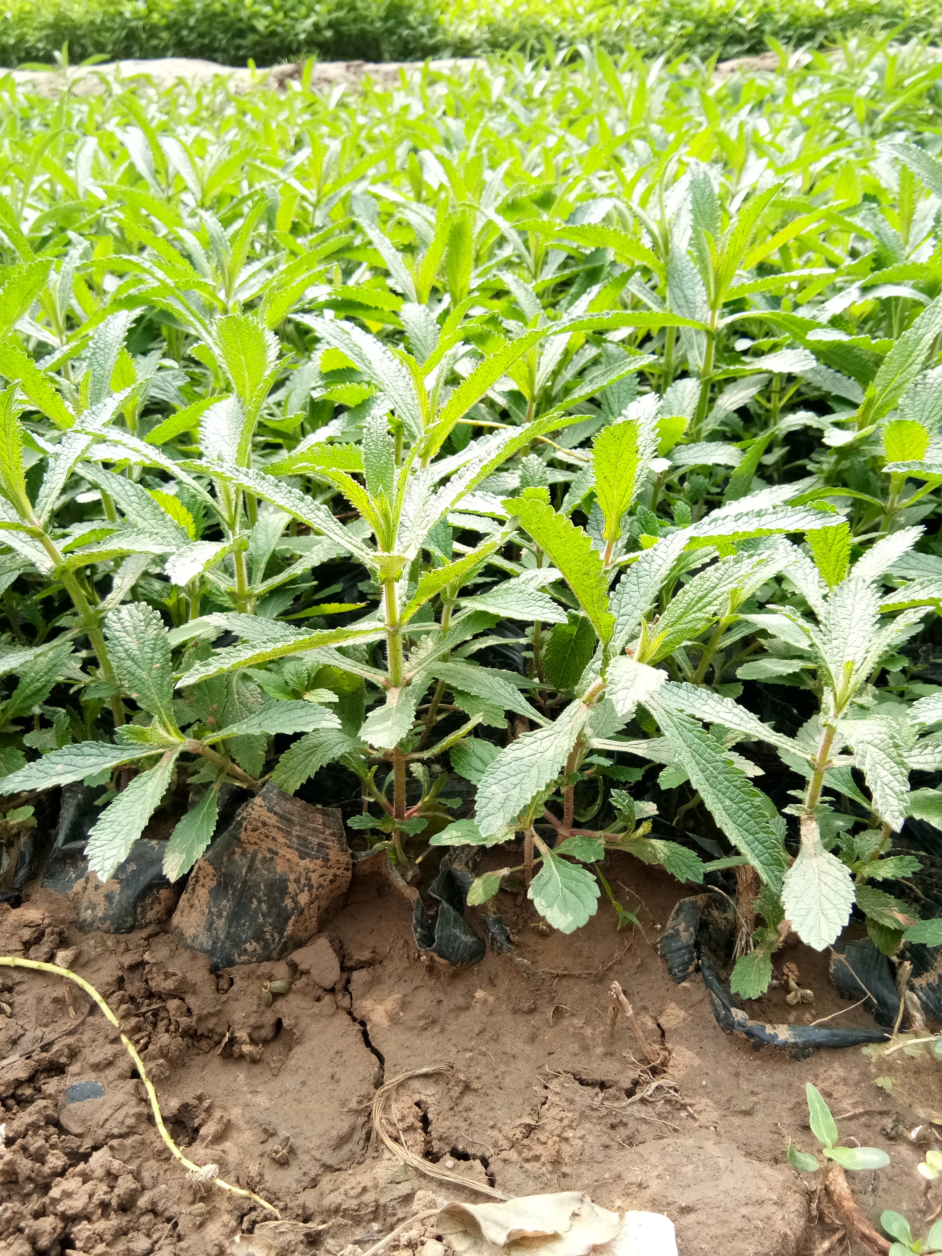 寧夏紫花地丁山東青州草花種植基地花苗種植基地