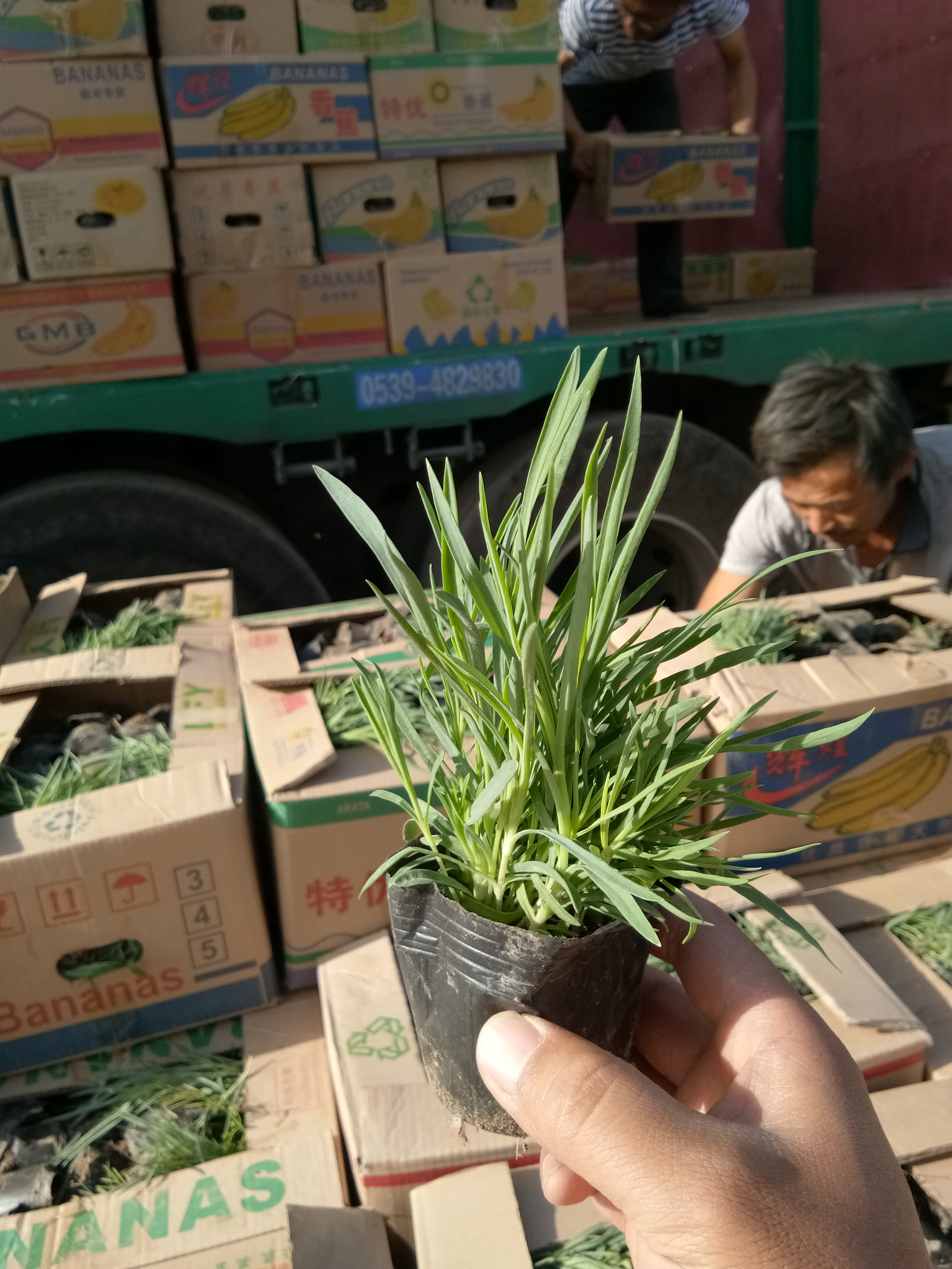 衛(wèi)茅開花效果花海種子