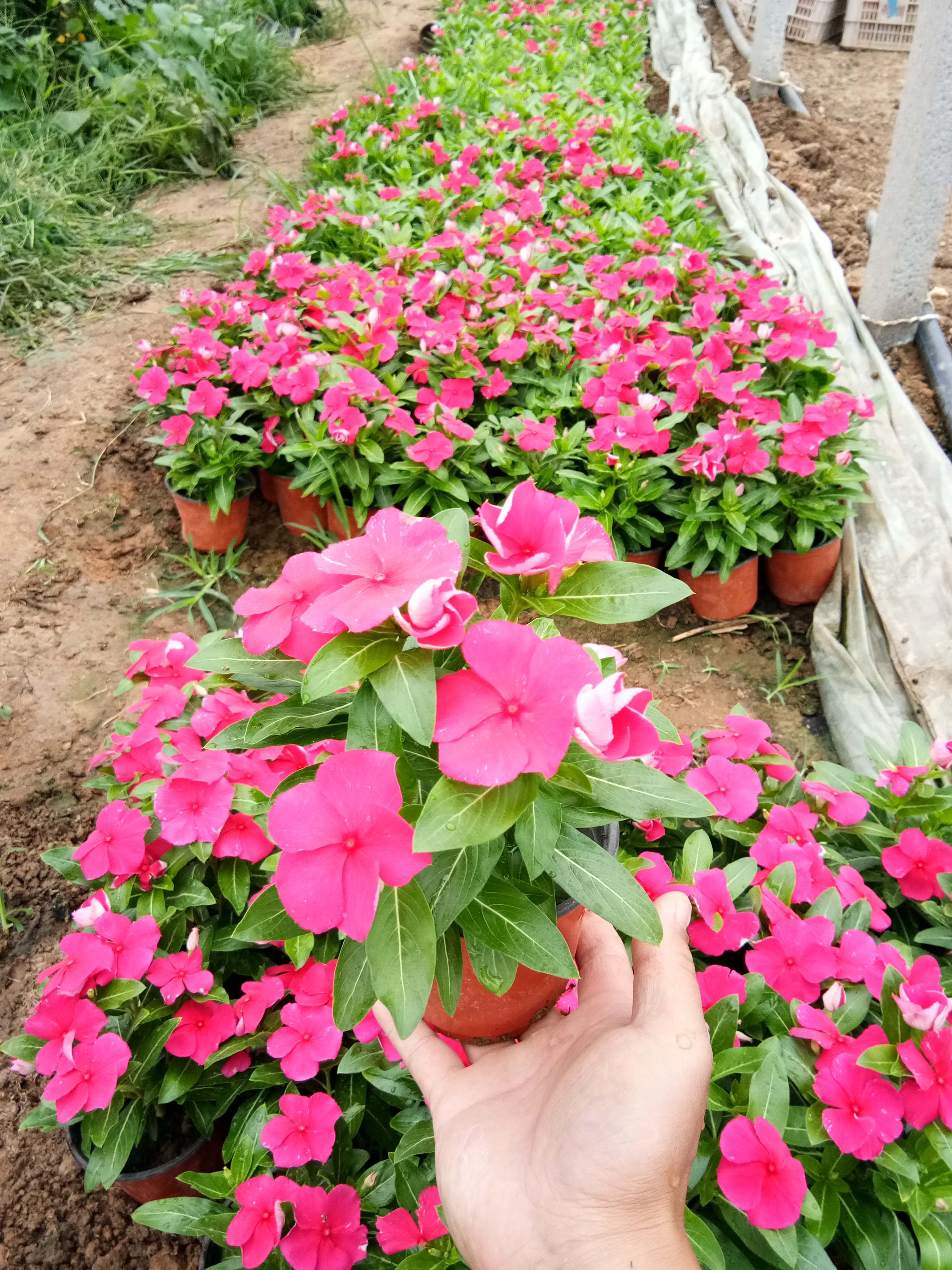 北京時(shí)令草花花苗種植基地