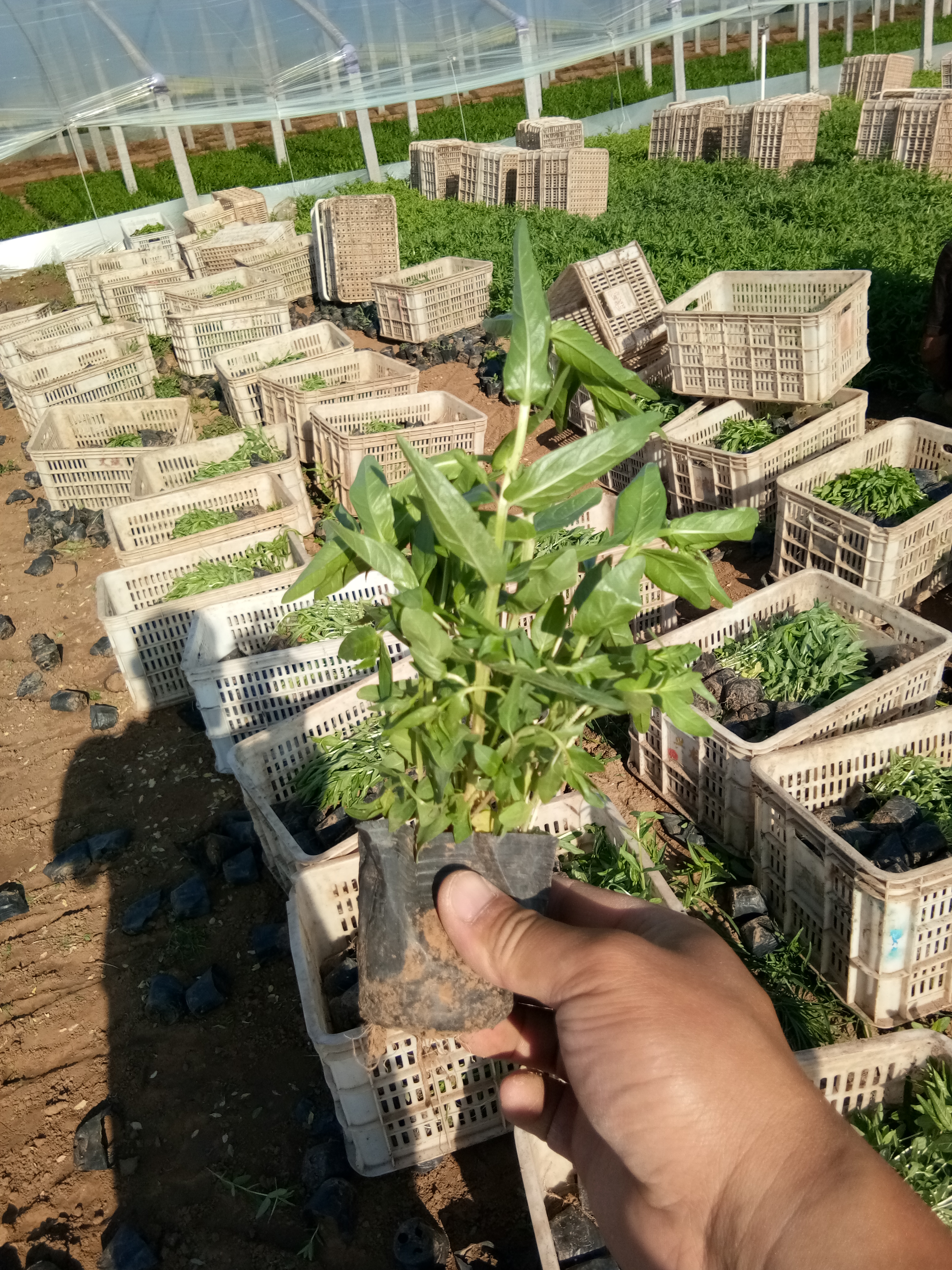 北京歐石竹花苗種植基地
