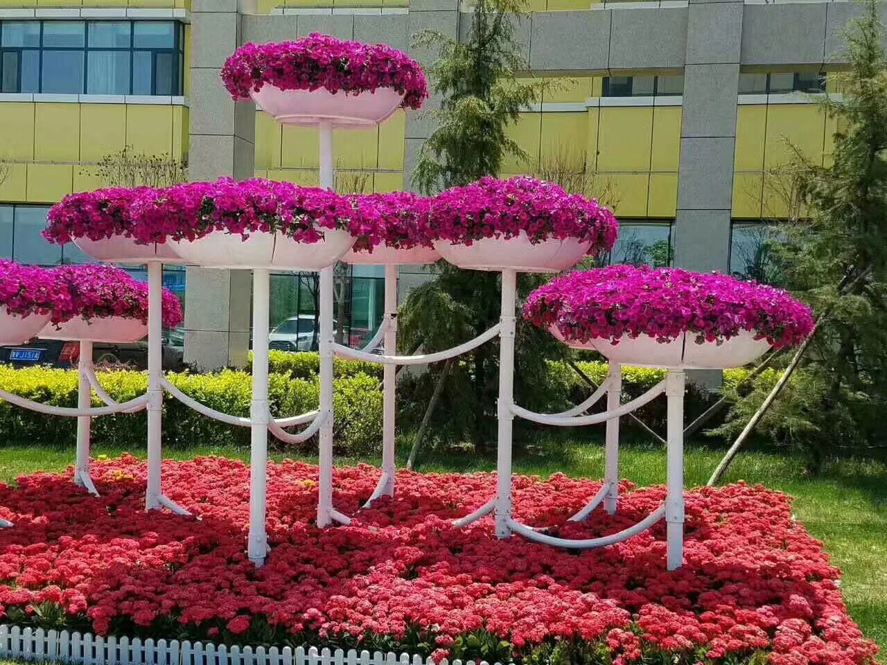 衛(wèi)茅開花效果花海種子