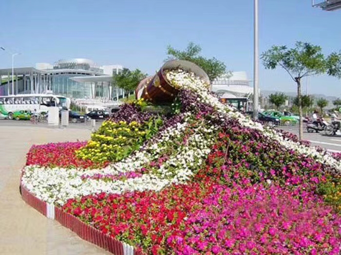 北京歐石竹花苗種植基地