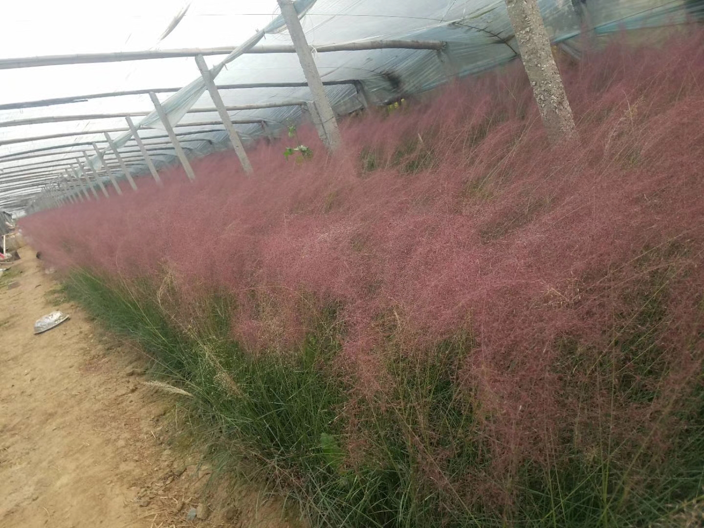 湖北紅葉小檗花苗種植基地
