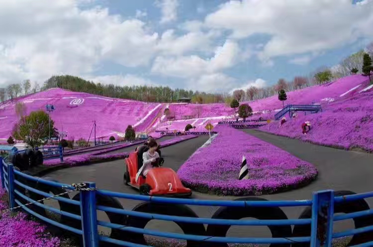 北京歐石竹花苗種植基地
