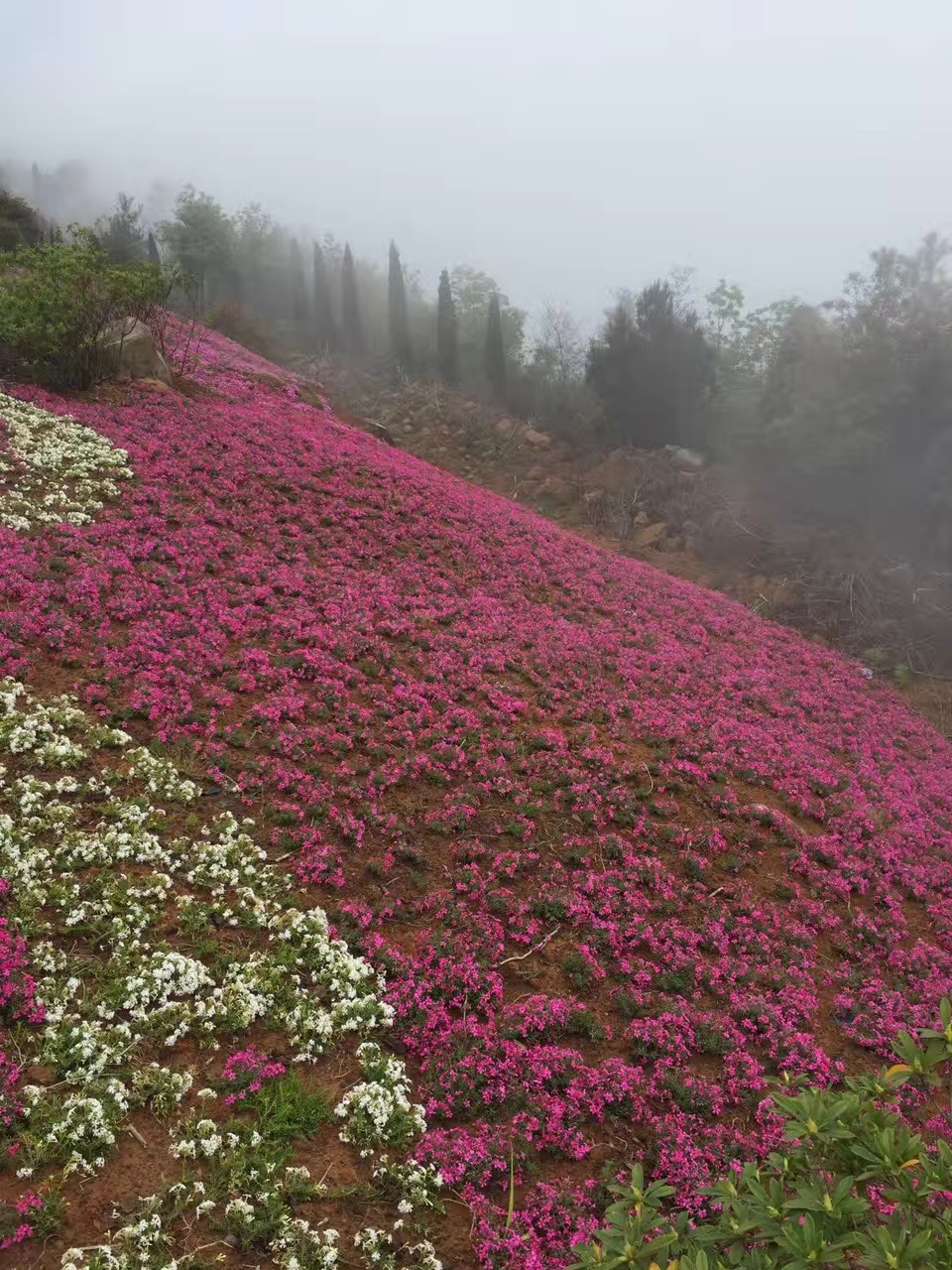 柳枝稷草花花苗種植基地
