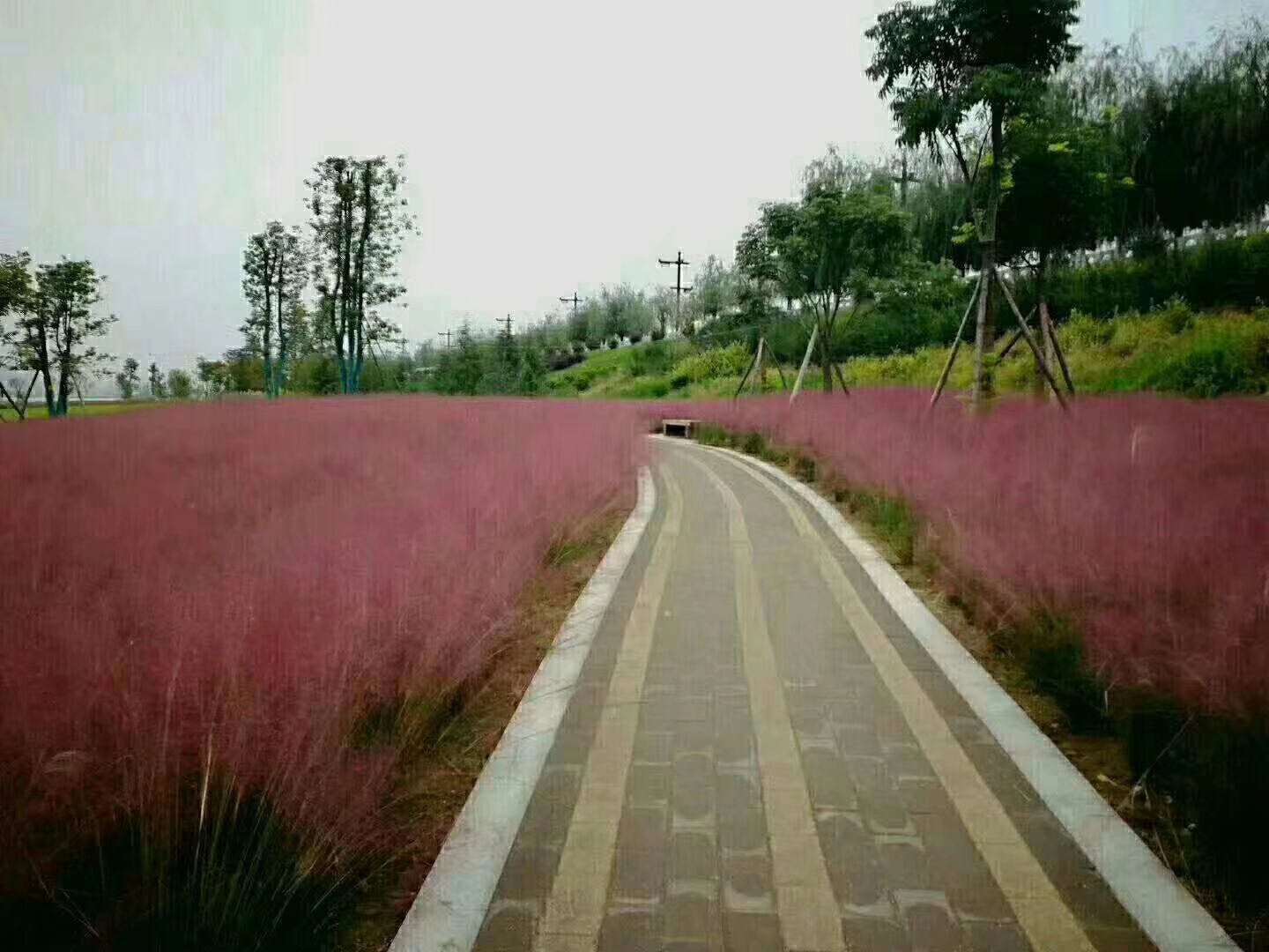 冬青開(kāi)花效果