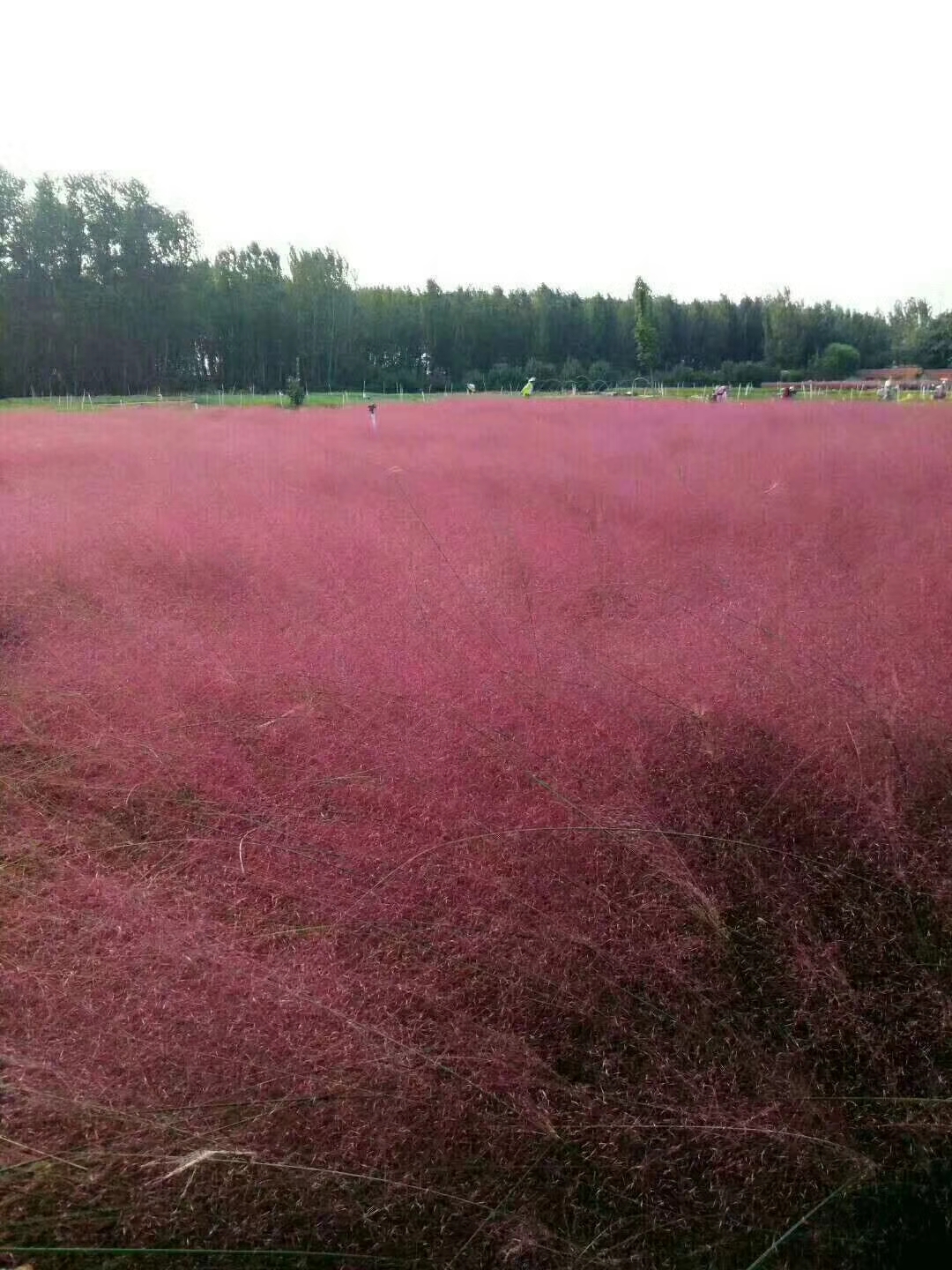 北京歐石竹花苗種植基地